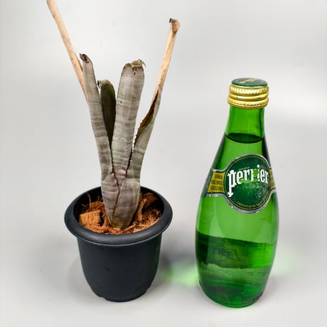 Wittmackia incompta