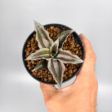 Cryptanthus 'Racing Stripes' Bromeliad Cultivar Register (1985)