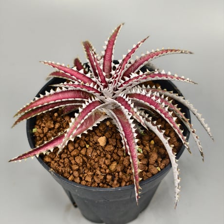 Dyckia Uncle Ray  Bill Baker hybrid