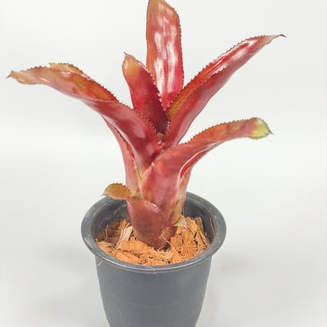Quesnelia 'Black Knight' from Michel Bromeliad