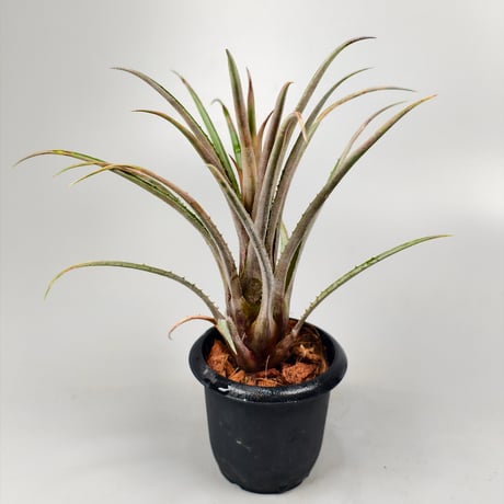Aechmea guaratubensis
