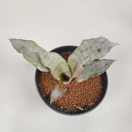 Cryptanthus 'Fire Blush' Bromeliad Cultivar Register (1335)