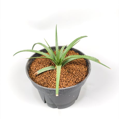 Sincoraea hatschbachii ex Cherry Basic