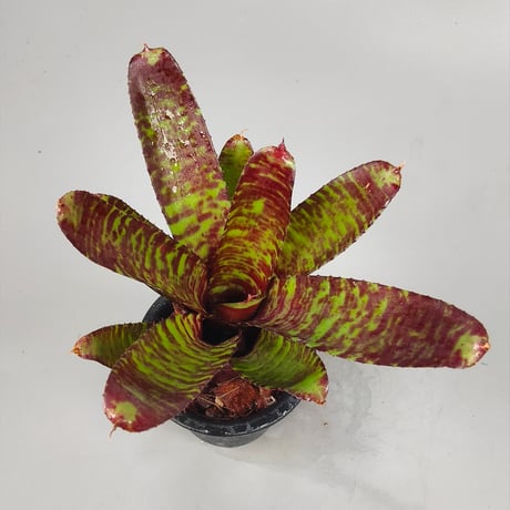 Neoregelia punctatissima 'Joao Marcio' x 'Alley Cat'