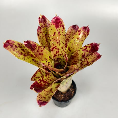 Neoregelia 'Cheers' Bromeliad Cultivar Register (3558)