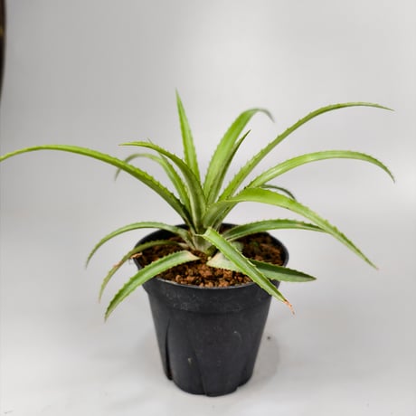 Ananas nanus