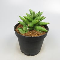 Sansevieria Durian from Yoky plant