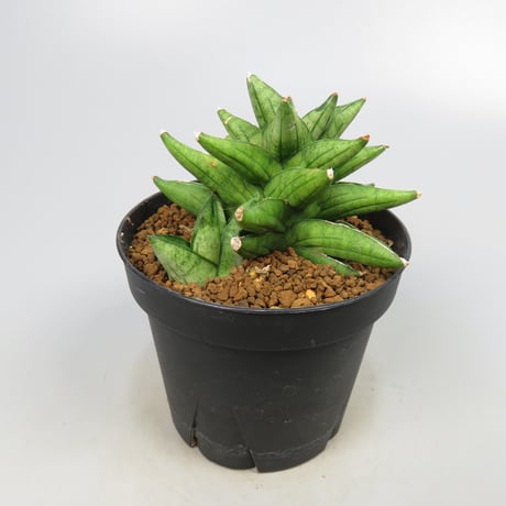 Sansevieria Durian from Yoky plant