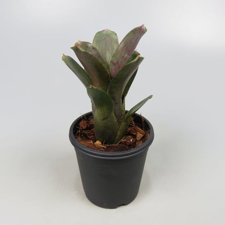 Neoregelia punctatissima rubra WBC BSI ex SN