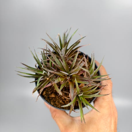 xDyckophytum Dyckia hedingii spineless x Orthophytum (Mutation)