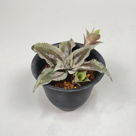 Cryptanthus 'Racing Stripes' Bromeliad Cultivar Register (1985)