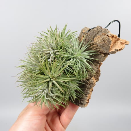 Tillandsia 'Pleiades' cv. of ionantha (Clump)