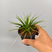 Sincoraea mucugensis ex Cherry Basic