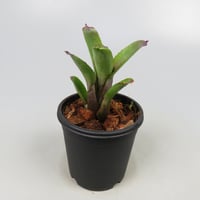 Neoregelia dungsiana TF4479 (Rio de Janeiro, Brazil)