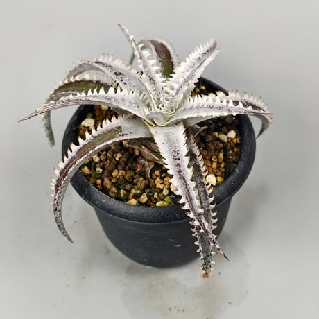 Dyckia 'Phanat Nikhom'