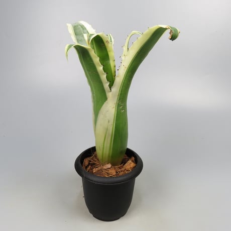 Hohenbergia 'Karla' (BCR11568) ex Hermann Prinsler