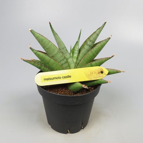 Sansevieria matsumoto castle from Yoky plant