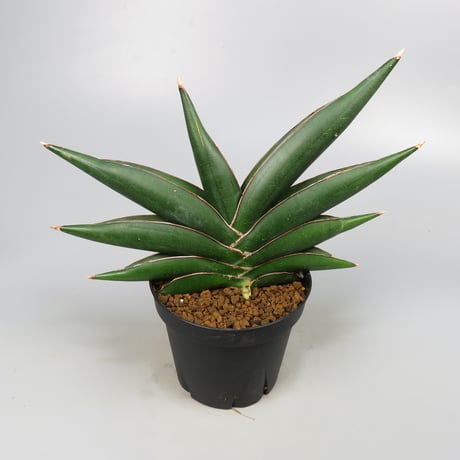 Sansevieria Sawasdee
