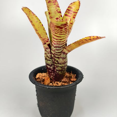 Neoregelia punctatissima Yellow x Palmers  Panlop Rungrussami Hybrid