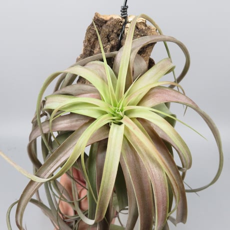 Tillandsia 'Love Knot'