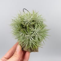 Tillandsia 'Pleiades' cv. of ionantha (Clump)