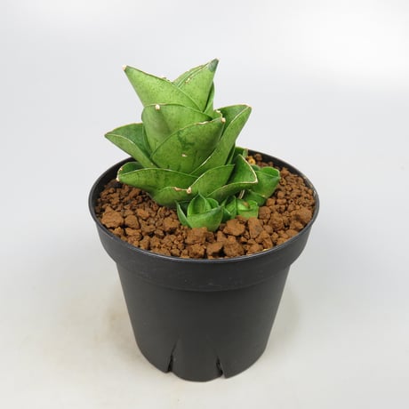 Sansevieria Mini Condo from Yoky plant