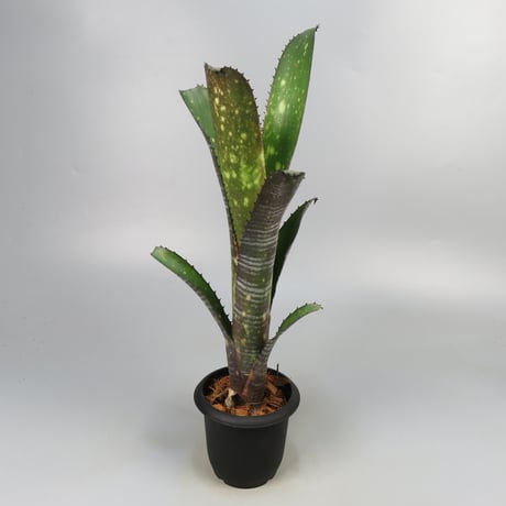 Billbergia 'Canvey Snow'