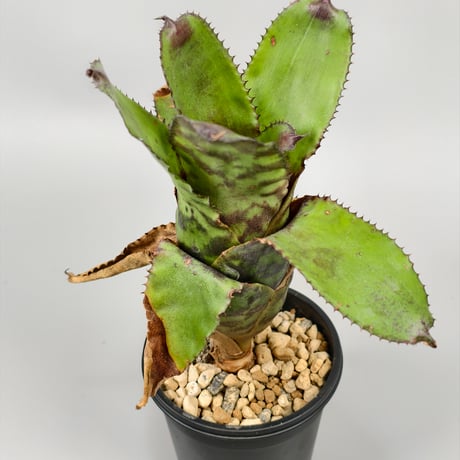 Canistrum vania leme cv. auratum