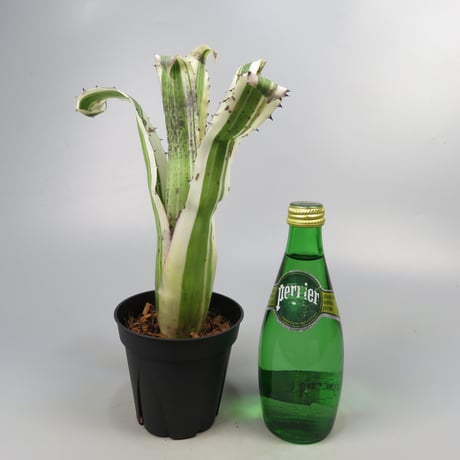 Hohenbergia 'Karla' (BCR11568) ex Hermann Prinsler