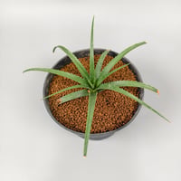 Sincoraea hatschbachii ex Cherry Basic