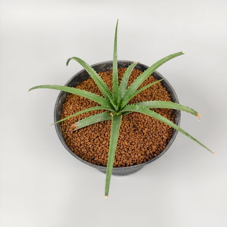 Sincoraea hatschbachii ex Cherry Basic