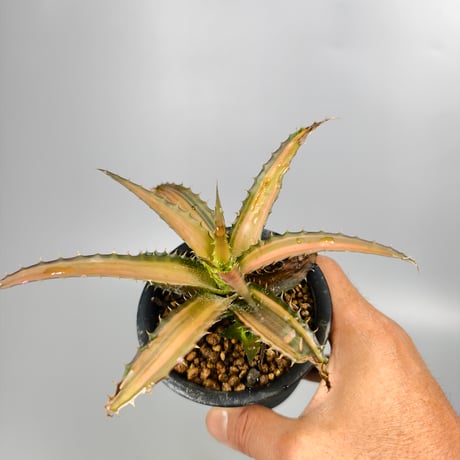 Orthophytum Iron ore × (Iron ore × (Brittle Star × saxicola))