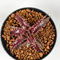 Dyckia 'Pink Millipede'