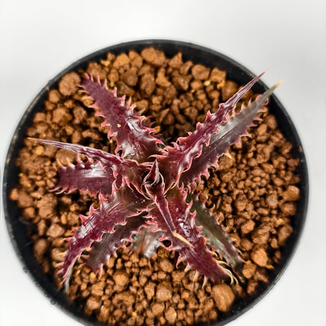Dyckia 'Pink Millipede'