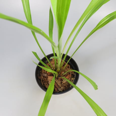 Pitcairnia smithiorum