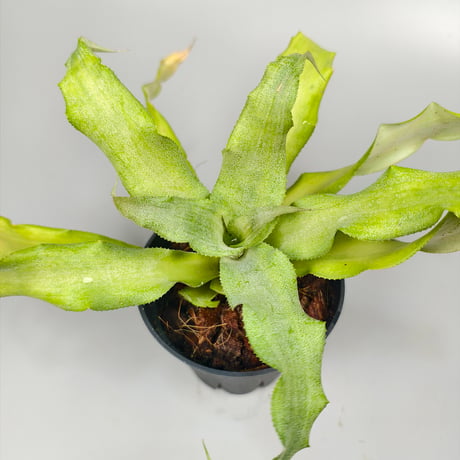 Cryptanthus 'Key Lime Pie' Bromeliad Cultivar Register (1750)