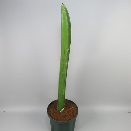 Sansevieria sinu-simiorum R979