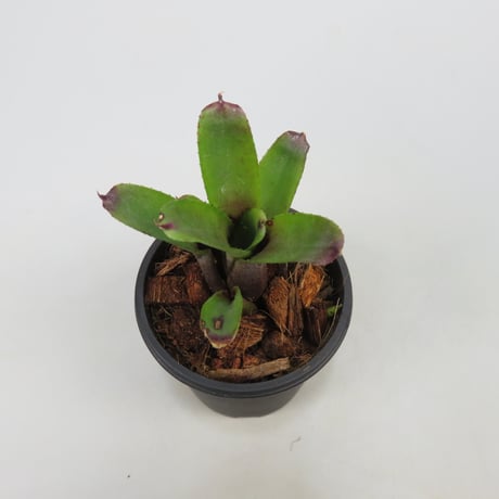 Neoregelia dungsiana TF4479 (Rio de Janeiro, Brazil)