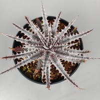 Dyckia 'Kali' (Warren × Mercury) Sueb Hybrid