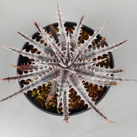 Dyckia 'Kali' (Warren × Mercury) Sueb Hybrid