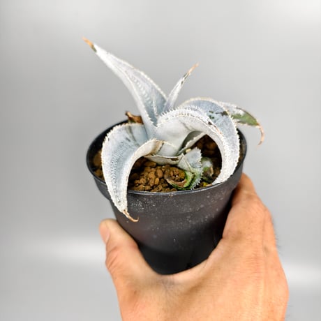 Dyckia marnier-lapostollei 'Super Wide Leaf' ex Vichit Thanduan