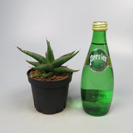 Sansevieria Plabu