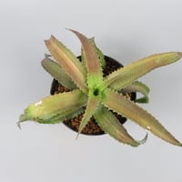 Orthophytum 'Iron Ore' variegata