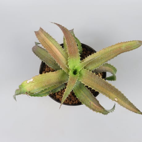 Orthophytum 'Iron Ore' variegata