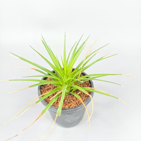 Sincoraea mucugensis ex Cherry Basic