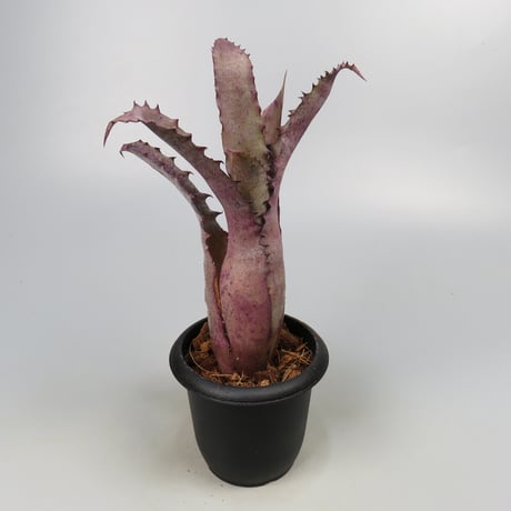 Hohenbergia 'Ouchi' (sp. Brazil)