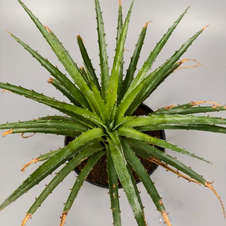 Bromelia humilis small Clone