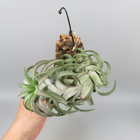 Tillandsia ionantha var. vanhyningii 'Jumbo'