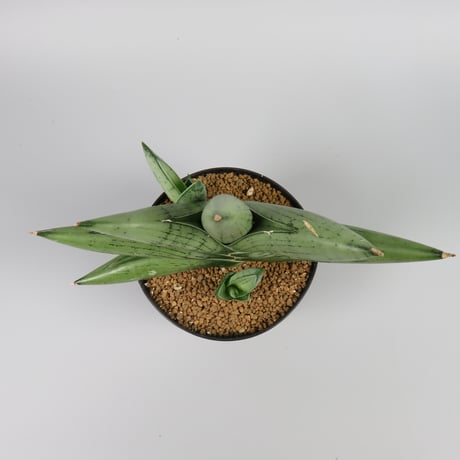 Sansevieria Milky way from Yoky plant