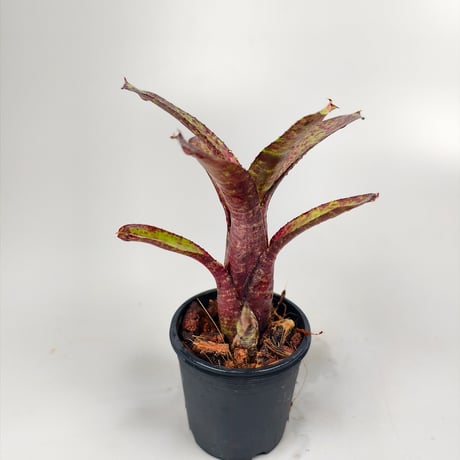 Neoregelia ampullacea 'Zebrina'（WBC2006 Chan）ex SN